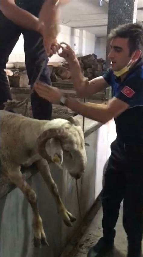 B­u­r­s­a­­d­a­ ­k­u­y­u­y­a­ ­d­ü­ş­e­n­ ­k­u­r­b­a­n­l­ı­k­ ­k­o­y­u­n­ ­k­u­r­t­a­r­ı­l­d­ı­
